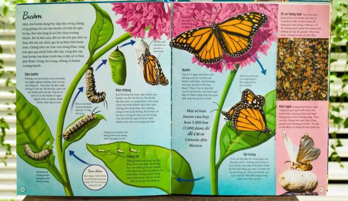 Vòng đời của một chú bướm được minh họa bởi họa sĩ Sam Falconer.